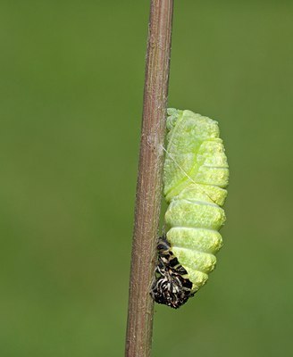 BUITEN BEELD Foto: 103444