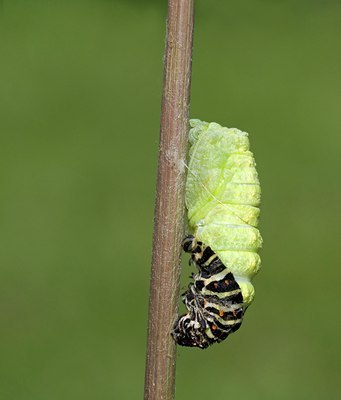 BUITEN BEELD Foto: 103445