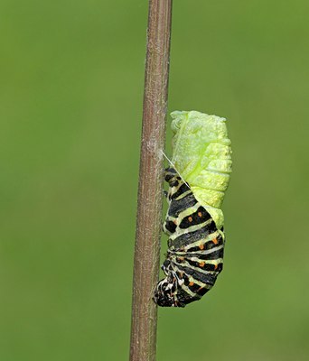 BUITEN BEELD Foto: 103446