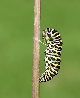 BUITEN BEELD Foto: 103450