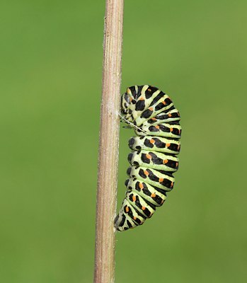 BUITEN BEELD Foto: 103451