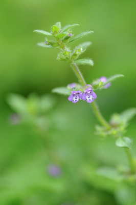 BUITEN BEELD Foto: 103466