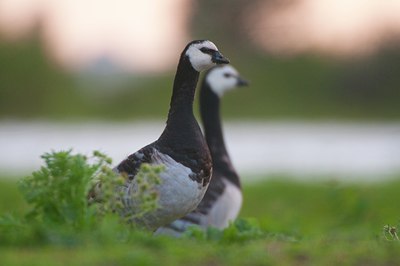 BUITEN BEELD Foto: 103473