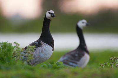 BUITEN BEELD Foto: 103474