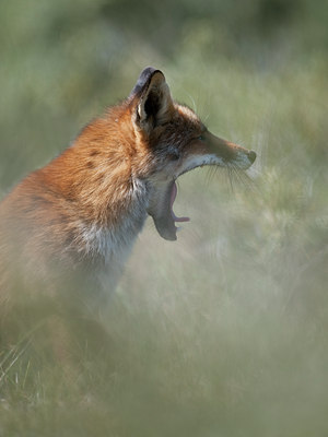BUITEN BEELD Foto: 103484