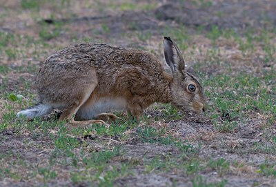 BUITEN BEELD Foto: 103489