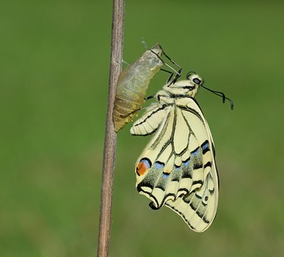 BUITEN BEELD Foto: 103491