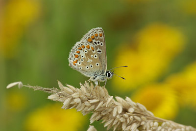 BUITEN BEELD Foto: 103506