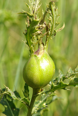 BUITEN BEELD Foto: 103509