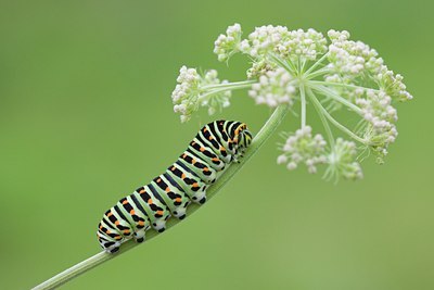 BUITEN BEELD Foto: 103515