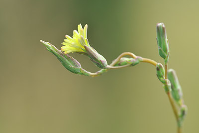 BUITEN BEELD Foto: 103556
