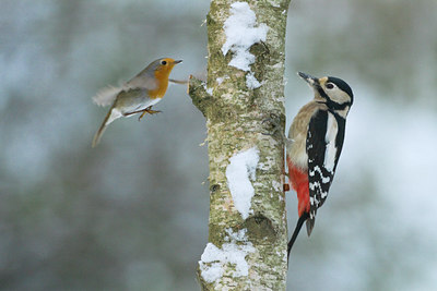 BUITEN BEELD Foto: 103562