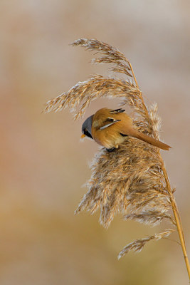 BUITEN BEELD Foto: 103567