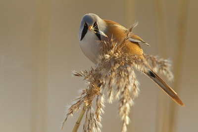 BUITEN BEELD Foto: 103584