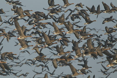 BUITEN BEELD Foto: 103596