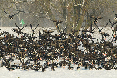 BUITEN BEELD Foto: 103622