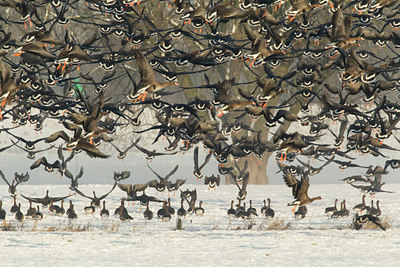 BUITEN BEELD Foto: 103623