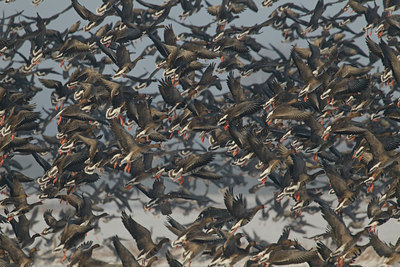 BUITEN BEELD Foto: 103627
