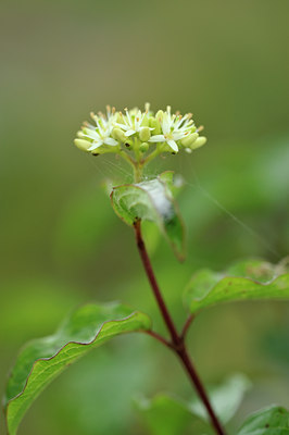 BUITEN BEELD Foto: 103635