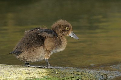 BUITEN BEELD Foto: 103641