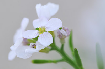 BUITEN BEELD Foto: 103651