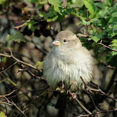 BUITEN BEELD Foto: 103656