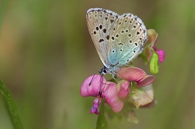 BUITEN BEELD Foto: 103696