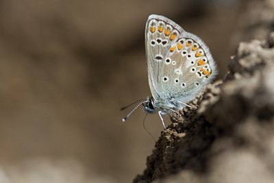 BUITEN BEELD Foto: 103702