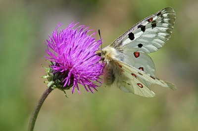 BUITEN BEELD Foto: 103707