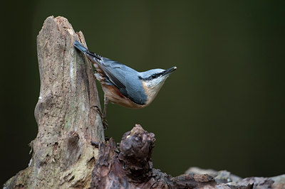 BUITEN BEELD Foto: 103727