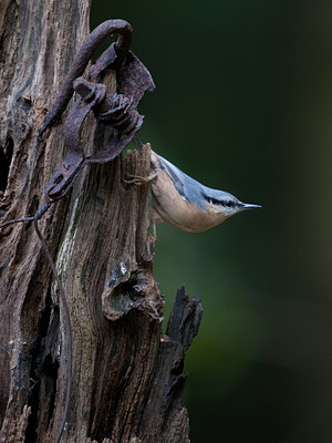 BUITEN BEELD Foto: 103728