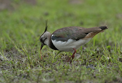 BUITEN BEELD Foto: 103747