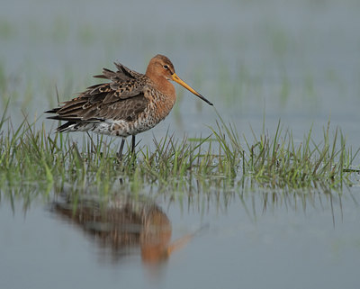 BUITEN BEELD Foto: 103762
