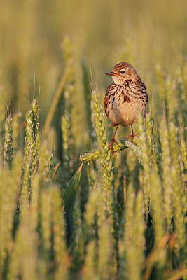 BUITEN BEELD Foto: 103789