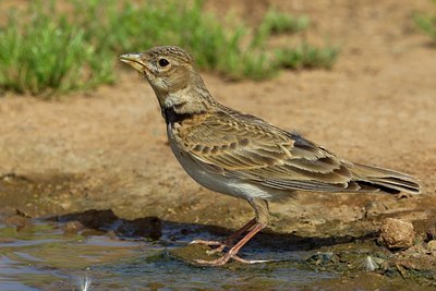 BUITEN BEELD Foto: 103803