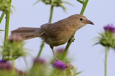 BUITEN BEELD Foto: 103845