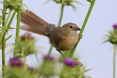BUITEN BEELD Foto: 103846