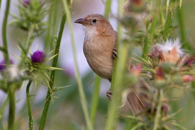 BUITEN BEELD Foto: 103847