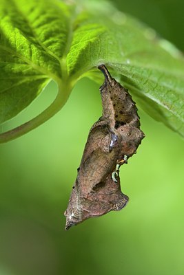 BUITEN BEELD Foto: 103863