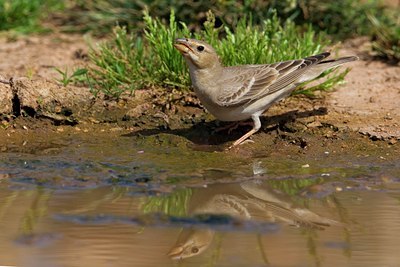 BUITEN BEELD Foto: 103909