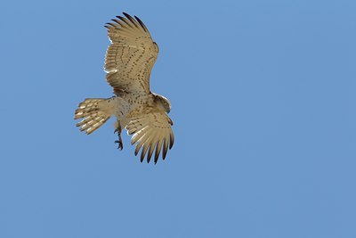 BUITEN BEELD Foto: 103945