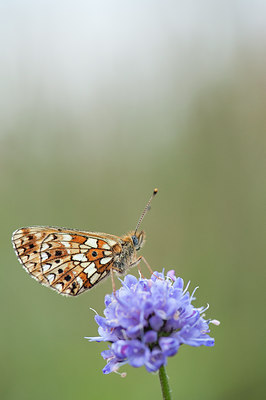 BUITEN BEELD Foto: 103990