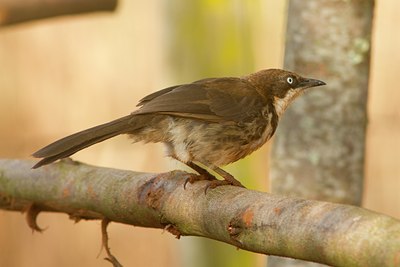 BUITEN BEELD Foto: 104005