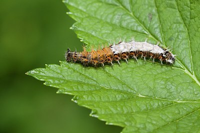 BUITEN BEELD Foto: 104007