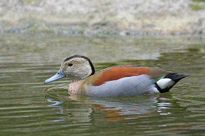 BUITEN BEELD Foto: 104013