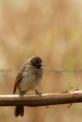 BUITEN BEELD Foto: 104019