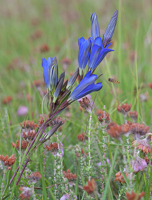 BUITEN BEELD Foto: 104028
