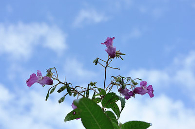 BUITEN BEELD Foto: 104042
