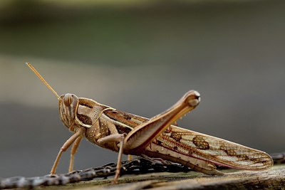 BUITEN BEELD Foto: 104050