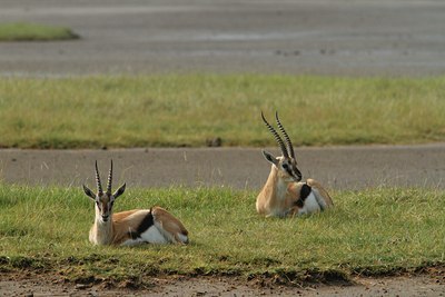 BUITEN BEELD Foto: 104110